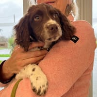 Madelaine, chienne à adopter