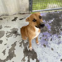 CORAIL, chienne à adopter