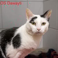 DAWAYTI, chat à adopter