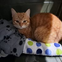 PICASSO, chat à adopter