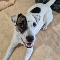 AIKO QCN, chien à adopter