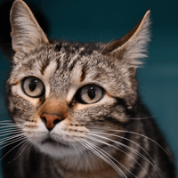 Leo (en cours d'adoption), chat à adopter