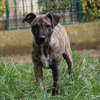 ALFA, chienne à adopter