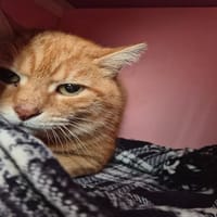 RAMSÈS, chat à adopter