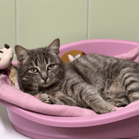 RAJA, chat à adopter