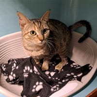 LUA, chatte à adopter