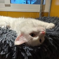 BLANCA A17327, chatte à adopter