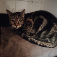 RUBY, chat à adopter