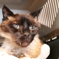 OSCAR, chat à adopter