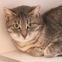 Pipelette, chatte à adopter