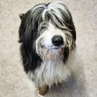 TOBY, chien à adopter