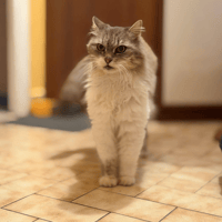 MALVA, chatte à adopter