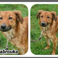 MABROUKA, chienne à adopter