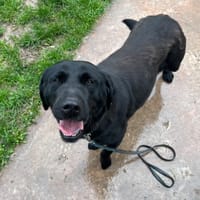 PAA24106 JACK, chien à adopter