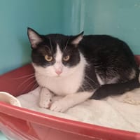 JERRY, chat à adopter