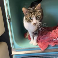 SOFT, chat à adopter