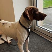 Henriette, chienne à adopter