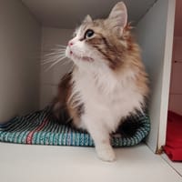 IZZY (promis), chatte à adopter
