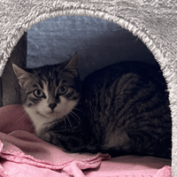 LUNA, chatte à adopter