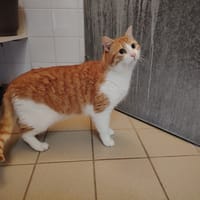 BRETZEL (promis), chat à adopter