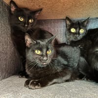 Blandine, chatte à adopter