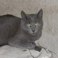 Barry, chat à adopter