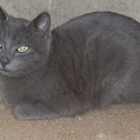 Best of, chat à adopter