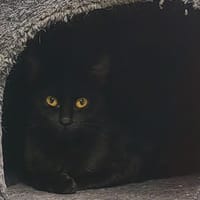 Barbara, chatte à adopter