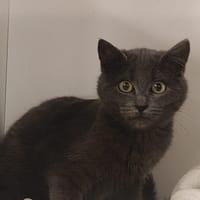 Beryl, chatte à adopter