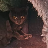 Batria, chatte à adopter