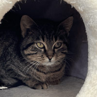 AZARY, chatte à adopter