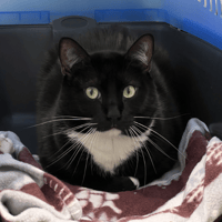 Bagherra, chat à adopter