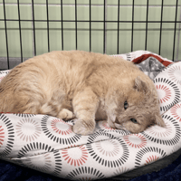 PROSPER, chat à adopter