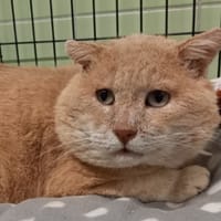 PROSPER, chat à adopter