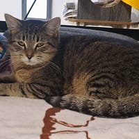 SMARTIES QCT, chat à adopter