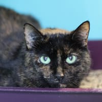 CAPUCINE, chatte à adopter