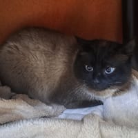 ULUWATU QCT, chat à adopter