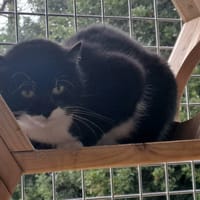 BAHAMAS QCT, chatte à adopter