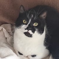 CHILI QCT, chatte à adopter