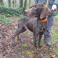 MARCEL, chien à adopter