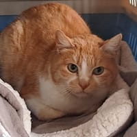 RAGLAN QCT, chat à adopter