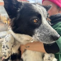 ELI, chienne à adopter