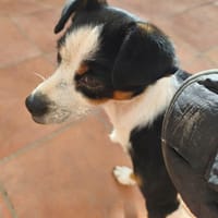 FEFERINO, chien à adopter