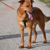 BASILI, chien à adopter