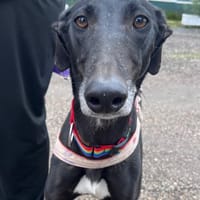 TRUFA, chienne à adopter