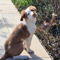 HERMIE, chienne à adopter