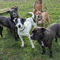 Vador l'adorable petit guerrier tripatte, chien à adopter