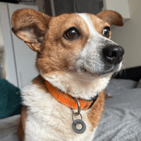 Polly, female dog to adopt