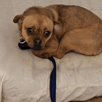 Searcher, dog to adopt