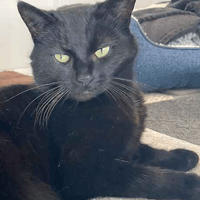 Pretty Girl and Cinders, female cat to adopt